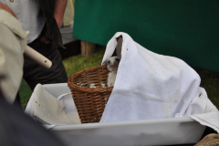 satsams_6_20150607_1253699127